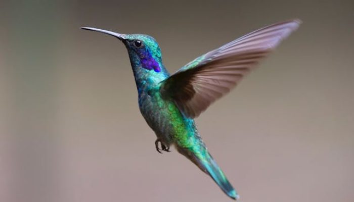 4 Fakta Menarik Mengapa Burung Bisa Bernyanyi Sepanjang Hari