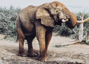 Kenapa Gajah Punya Ingatan yang Kuat, Ini Faktanya