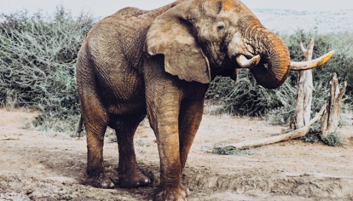 Kenapa Gajah Punya Ingatan yang Kuat, Ini Faktanya