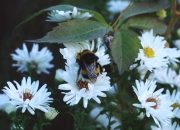 5 Alasan Mengapa Lebah Sangat Penting Bagi Ekosistem Kehidupan