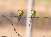 5 Burung Pemakan Lebah dari Genus Merops yang Hidup di Kongo