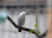 5 Burung yang Hampir Punah di Tahun 2025, Mari Lindungi Mereka