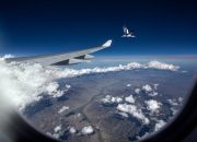 5 Burung yang Pernah Memicu Kecelakaan Pesawat, Bird Strike