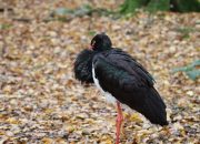 5 Fakta Bangau Hitam, Kehidupan Kawinnya Cukup Kelam