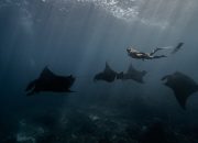 5 Fakta Ikan Pari yang Jarang Dibahas, Bikin Kamu Kagum Sama Lautan