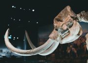 5 Fakta Mamut Berbulu, Gajah Purba yang Hidup di Zaman Es