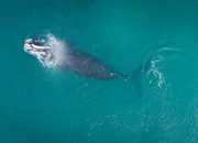 5 Fakta Menarik Mengenai Paus Biru yang Jarang Diketahui