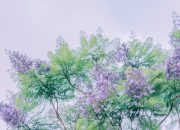 5 Fakta Menarik Pohon Jacaranda, Si Cantik yang Mampu Bersihkan Udara