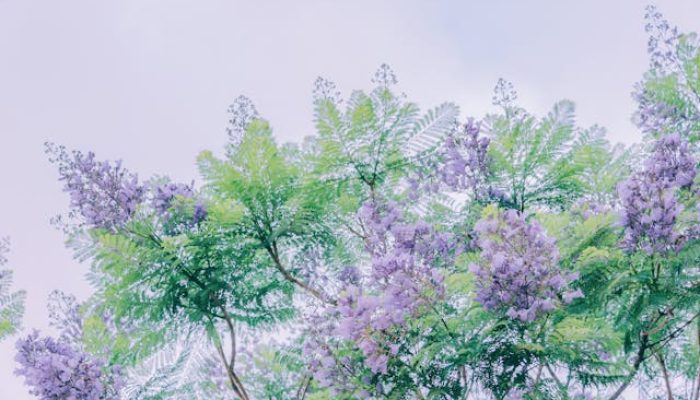 5 Fakta Menarik Pohon Jacaranda, Si Cantik yang Mampu Bersihkan Udara