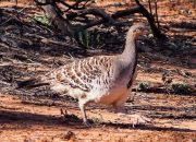 5 Fakta Menarik tentang Burung Termometer