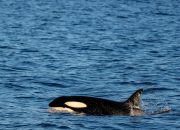 5 Fakta Menarik tentang Orca, Predator Terkuat di Lautan
