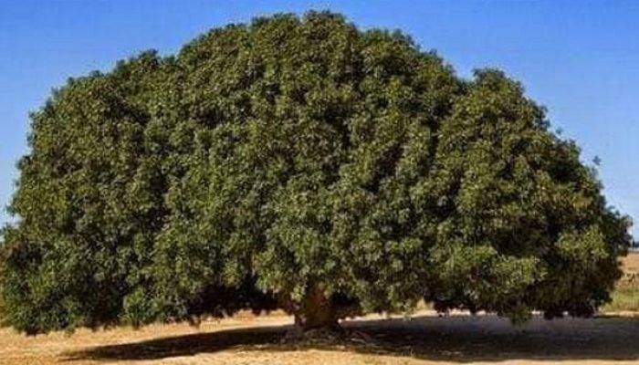 5 Fakta Pohon Sahabi, Saksi Kehidupan Nabi Muhammad SAW di Masa Muda