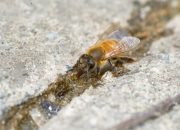 5 Fakta Unik Lebah Afrika Spesies Hibrida yang Sangat Agresif