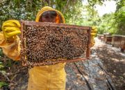 5 Fakta Unik Lebah Madu Kerdil, Berbeda dari Lebah Madu Lain