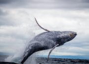 5 Fakta Unik Paus Balin, Raksasa Laut Pemakan Plankton