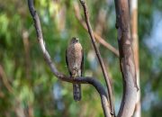 5 Fakta Unik Shikra, Burung yang Bisa Dilatih untuk Berburu