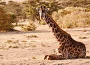 Selain Gajah, Hewan Ini Juga Dilindungi di Afrika