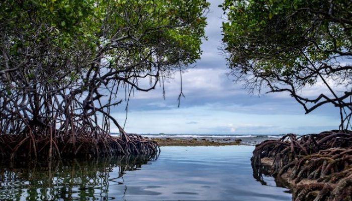 5 Jenis Pohon Bakau, Pemilik Akar Kokoh Bagaikan Benteng