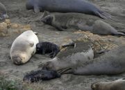 5 Kemampuan Unik Gajah Laut, Memiliki Trunk untuk Menarik Perhatian