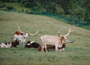 5 Mamalia Herbivor yang Kecilnya Imut, tapi Gedenya Garang