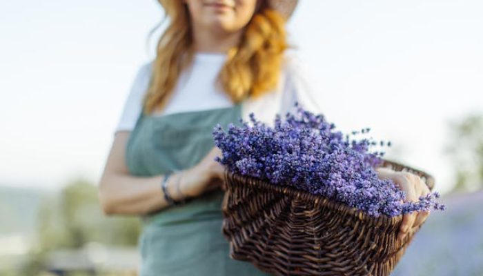 5 Tanaman Alami yang Efektif Mengusir Lebah dan Tawon
