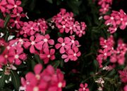 5 Tanaman Hias Berdaun Merah untuk Menambah Suasana Hangat di Rumah