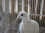 5 Tips Perawatan Burung Kicau saat Ditinggal Liburan