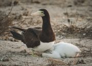 6 Burung Laut dari Genus Sula dan Negara Asalnya