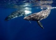 6 Fakta Menarik tentang Ordo Cetacea, Mamalia Laut yang Mengagumkan