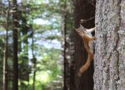 6 Hewan yang Tinggal di Dalam Lubang Pohon, Aman dari Predator