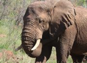 7 Hewan Bertelinga Besar Paling Menakjubkan, Ternyata Gak Cuma Gajah Lho