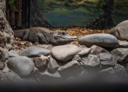 4 Fakta Buaya Siam, Reptil Purba Asia Tenggara yang Terancam Punah