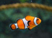 Ikan Ini Kebal Terhadap Sengatan Anemon Laut