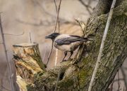 5 Burung yang Dapat Hidup di Gurun, Tahan Kondisi Ekstrem