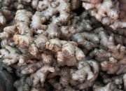 5 Cara Memilih Jahe yang Berkualitas
