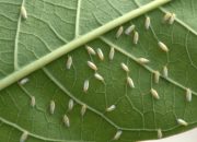 5 Cara Mengobati Tanaman yang Terkena Kutu Putih