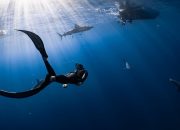 5 Fakta Ilmiah tentang Gigitan Ikan Hiu, Bisa Menembus Tulang!