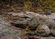 5 Habitat Alami Buaya yang Wajib Dihindari Jika Tak Ingin Celaka