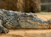 5 Hewan Ini Termasuk Keluarga Buaya, Serupa Tapi Tak Sama