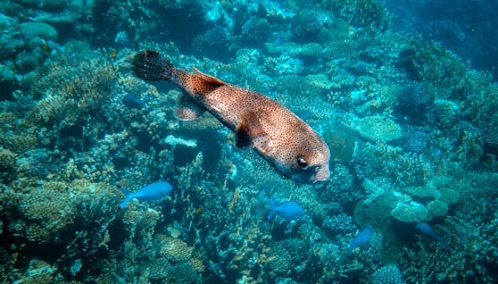 5 Hewan yang Tidak Memiliki Lambung, Lalu Bagaimana Mereka Mencerna Makanan?