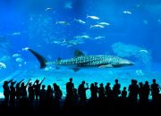 5 Ikan Raksasa di Lautan Indonesia, Ada Coelacanth hingga Hiu Paus