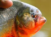 5 Ikan yang Bisa Melukai Manusia, Sanggup Mengoyak Kulit dan Daging!