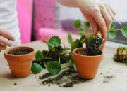 5 Kesalahan Fatal yang Bikin Tanaman Hias Air Cepat Mati