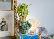 5 Macam Tanaman Hias yang Tumbuh di Media Air, Apa Saja?