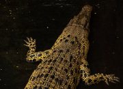 5 Makanan Utama Buaya di Alam, Apa Saja?