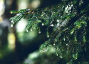 5 Penyakit Tanaman yang Sering Muncul di Musim Hujan, Apa Saja?