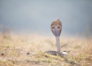 5 Predator Berbahaya di Gurun Sahara, dari Ular hingga Kalajengking