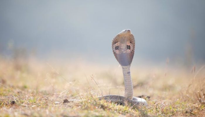 5 Predator Berbahaya di Gurun Sahara, dari Ular hingga Kalajengking