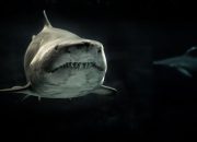 5 Predator Utama Ikan Hiu, Paus Jadi yang Paling Berbahaya