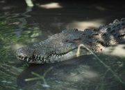 5 Sungai yang Dipenuhi Buaya, Jumlahnya Terbanyak di Dunia